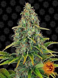 blue chesse auto