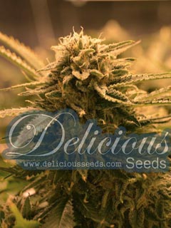 sugar black rose auto