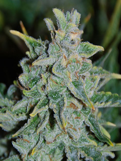 northern light blue auto