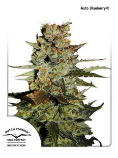auto blueberry