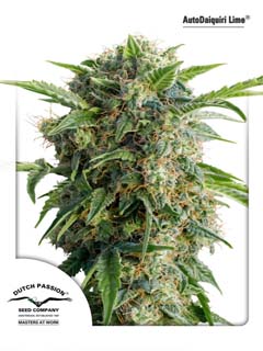 auto daiquiri lime