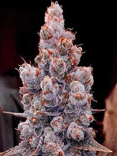 banana jealousy auto