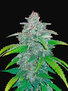 blue dream matic auto