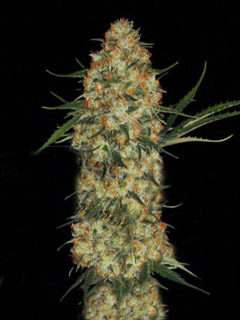 auto hindu kush