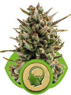 amnesia haze auto