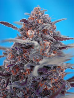 devil cream auto
