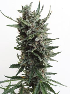 auto critical hog